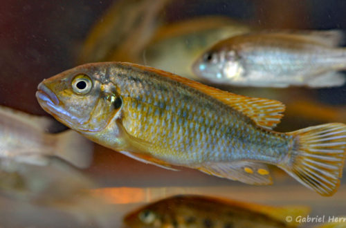 Pseudotropheus williamsi , variété de Makonde (Nancy, congrès AFC 2008)