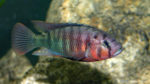 Pundamilia nyererei, variété de Zue Island (Club aquariophile de Vernon, juin 2004)