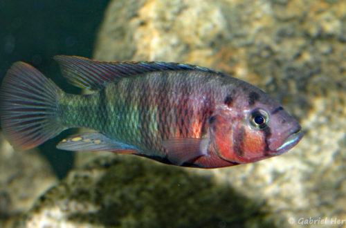 Pundamilia nyererei, variété de Zue Island (Club aquariophile de Vernon, juin 2004)