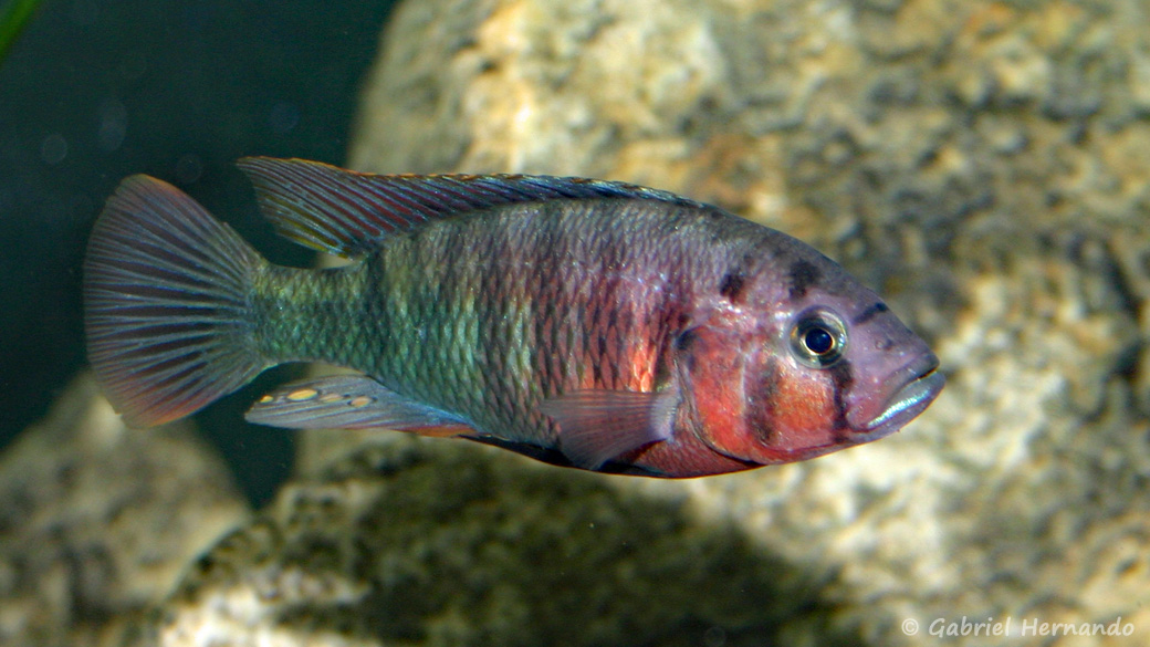 Pundamilia nyererei, variété de Zue Island (Club aquariophile de Vernon, juin 2004)