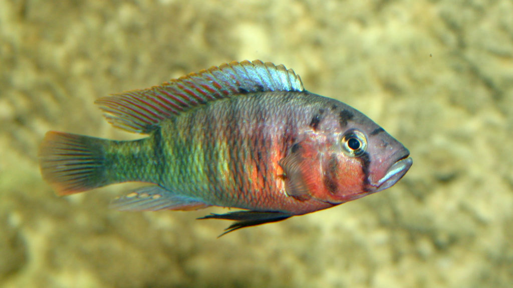 Pundamilia nyererei, variété de Zue Island (Club aquariophile de Vernon, juin 2004)