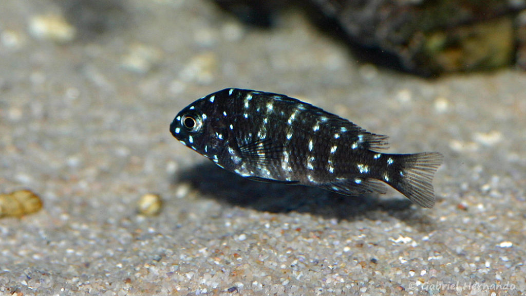 Tropheus duboisi, juvénile de la variété de Maswa (Aqua Treff, Duisbourg Allemagne, mars 2011)