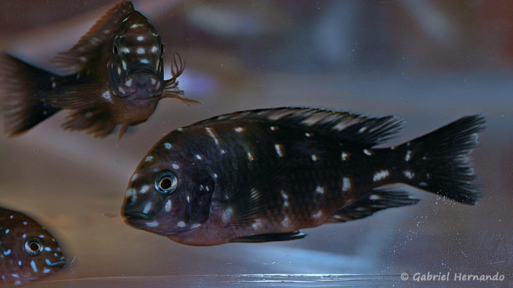 Tropheus duboisi, juvénile de la variété de Maswa (Nancy, congrès AFC 2008)