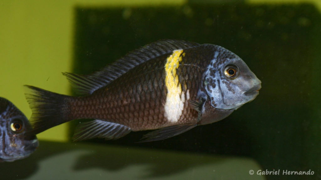 Tropheus duboisi, variété de Maswa (Aquabeek, Pays Bas, mars 2009)