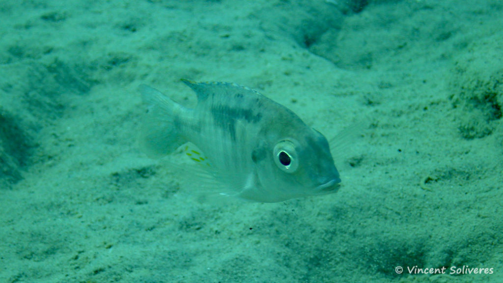 Lethrinops microstoma, in situ à Chizumulu