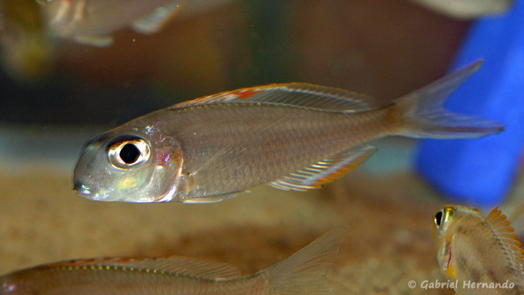 Xenotilapia nigrolabiata (Nancy, congrès AFC, octobre 2008)