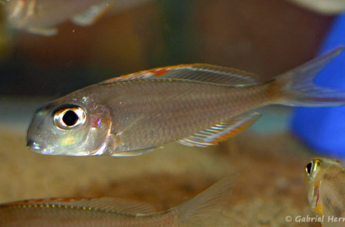 Xenotilapia nigrolabiata (Nancy, congrès AFC, octobre 2008)