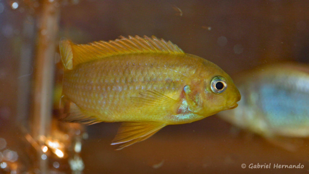 Tropheops macrophtalmus, variété de Kirondo (Nancy, congrès AFC 2008)