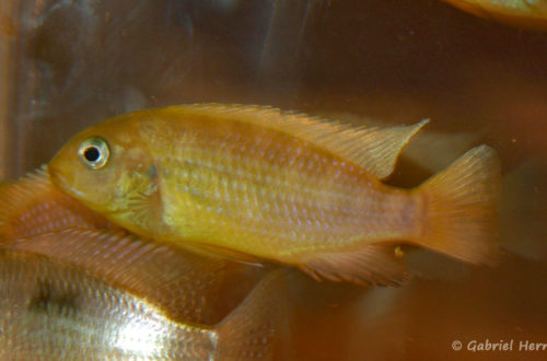 Tropheops macrophtalmus, variété de Kirondo (Nancy, congrès AFC 2008)