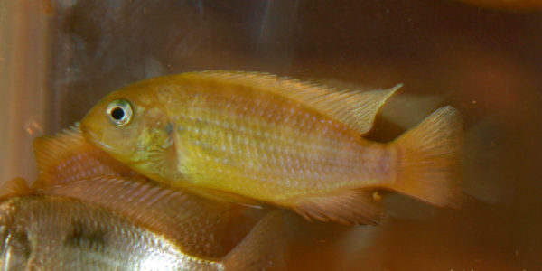 Tropheops macrophtalmus, variété de Kirondo (Nancy, congrès AFC 2008)