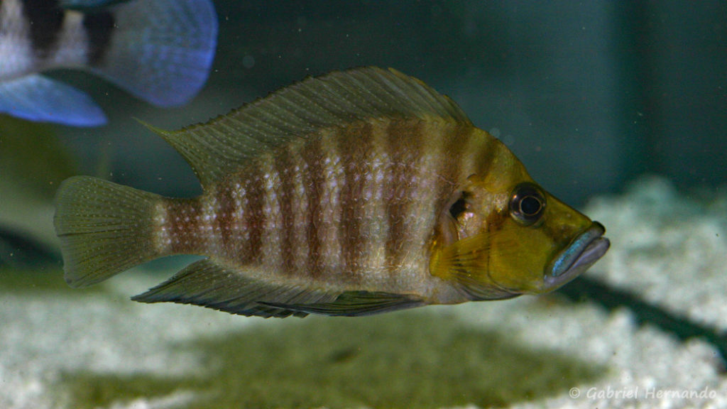 Julidochromis sp. "korosha" (Local de Steve et Jérôme, Suisse, décembre 2008)