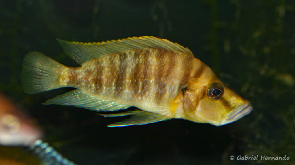 Altolamprologus compressiceps, variété de Paypay (chez Mike Pfann, Suisse, décembre 2008)