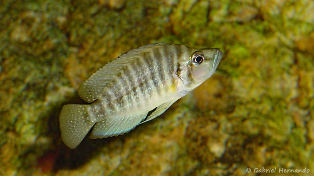 Altolamprologus compressiceps, variété de Chaitika (Club aquariophile de Vernon, février 2004)
