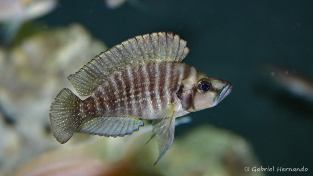 Altolamprologus compressiceps, variété de Chaitika (Club aquariophile de Vernon, juin 2004)