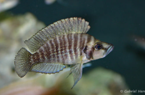 Altolamprologus compressiceps, variété de Chaitika (Club aquariophile de Vernon, juin 2004)