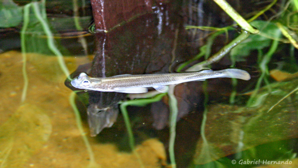 Anableps sp. (Verduijn Cichlids, Pays Bas, octobre 2004)