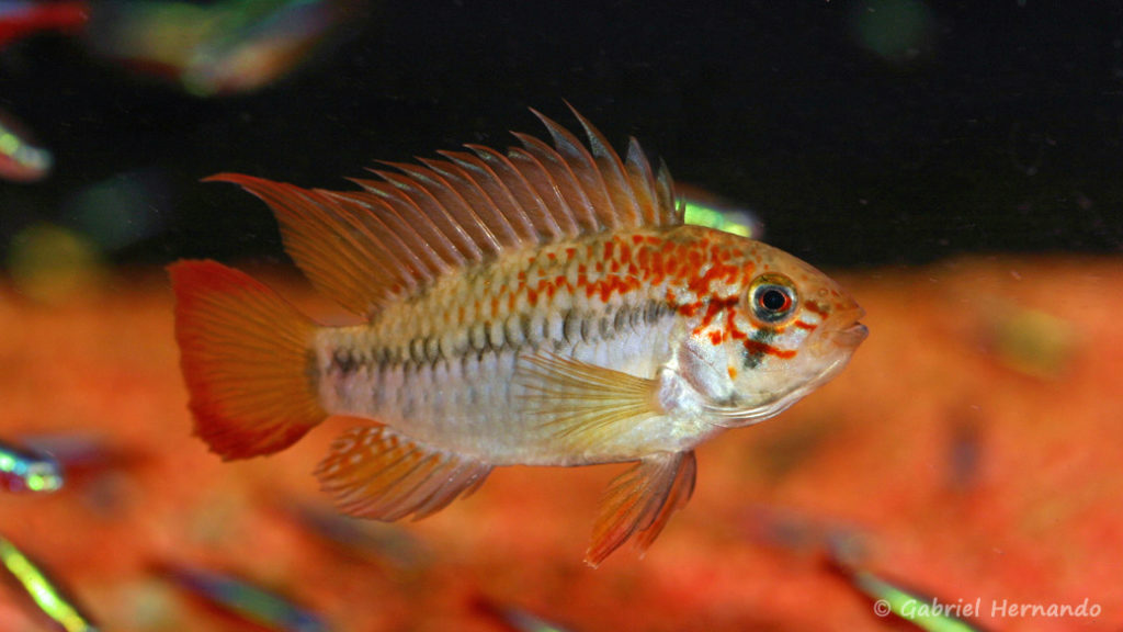 Apistogramma viejita, variété du Rio Metae (Chez Truffaut Paris 13, Janvier 2009)