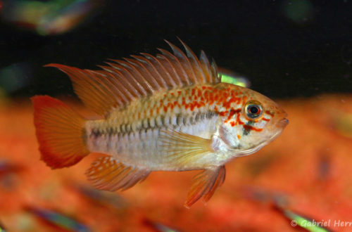 Apistogramma viejita, variété du Rio Metae (Chez Truffaut Paris 13, Janvier 2009)