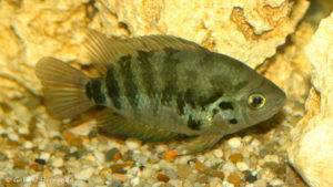 Archocentrus centrarchus (Hobby Zoo Tilmann, Duisbourg, mars 2009)