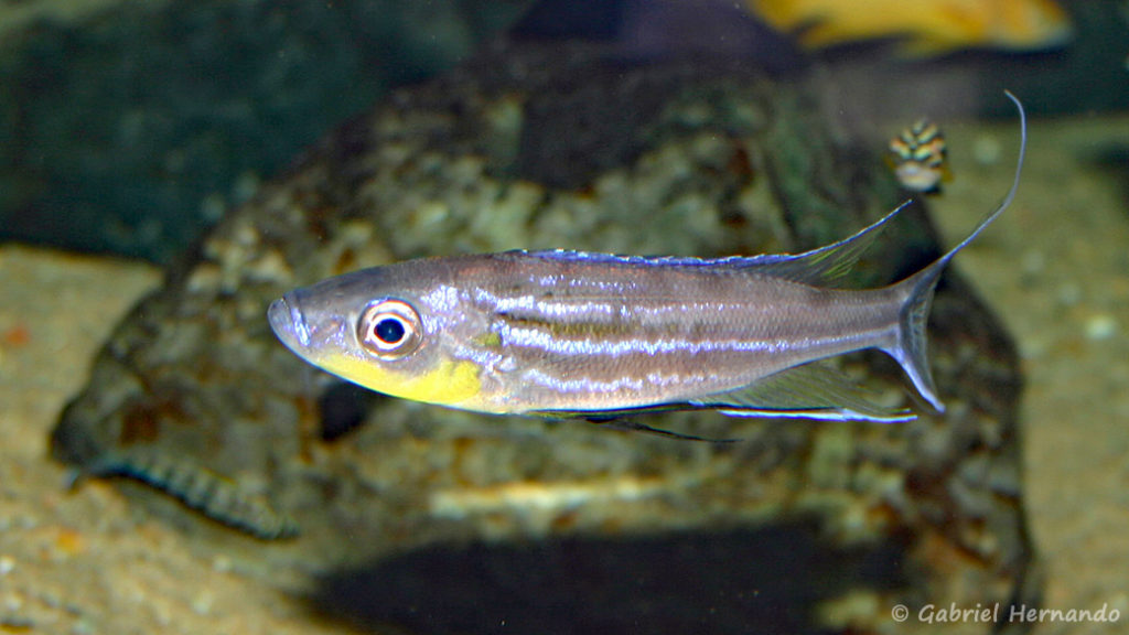 Benthochromis tricoti (Verduijn Cichlids, mars 2006)