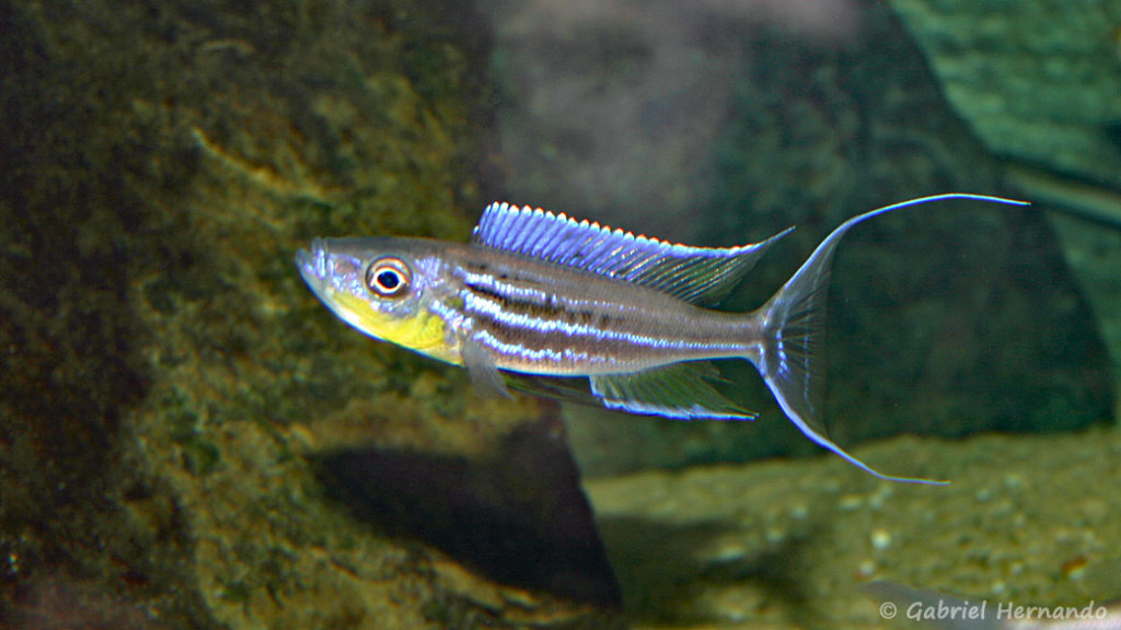 Benthochromis tricoti (Verduijn Cichlids, mars 2006)