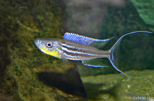 Benthochromis tricoti (Verduijn Cichlids, mars 2006)