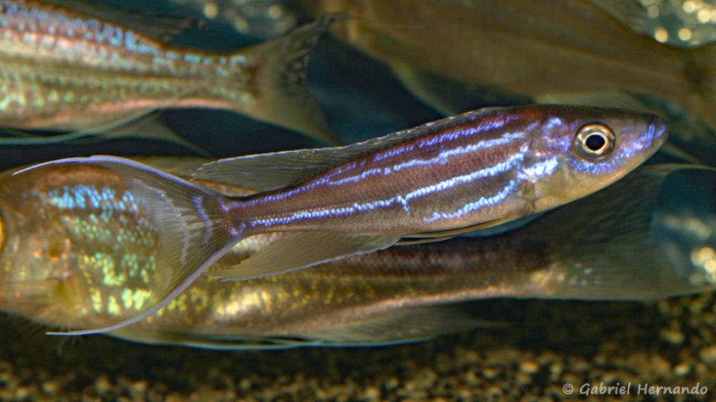 Benthochromis tricoti (dans le local de Steve et Jérôme, Suisse, décembre 2008)