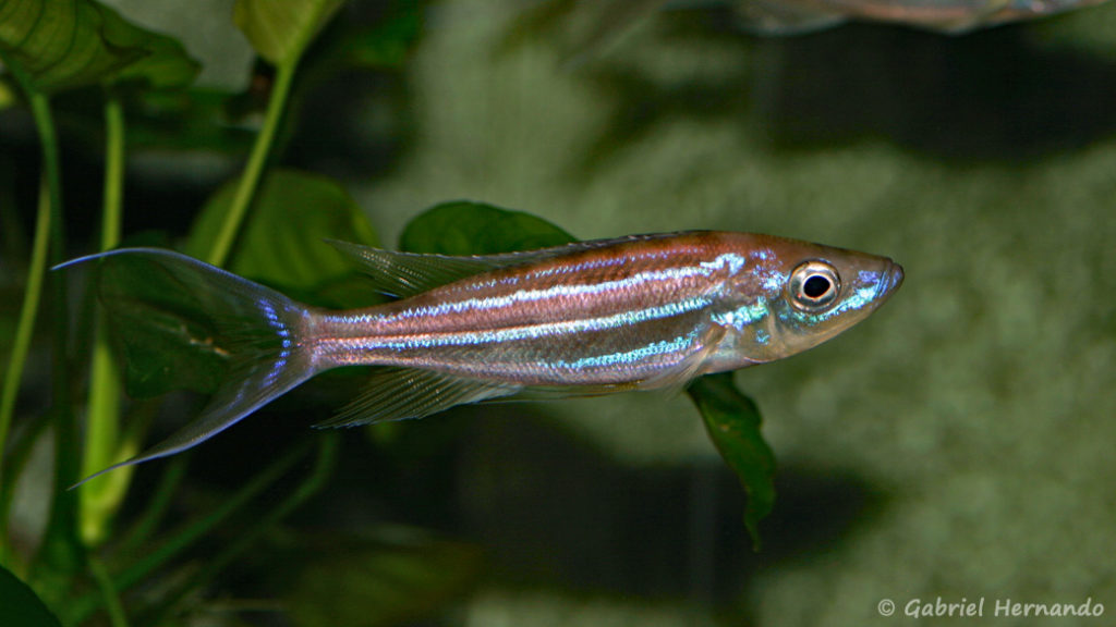 Benthochromis tricoti (dans le local de Steve et Jérôme, Suisse, décembre 2008)