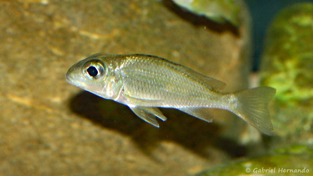 Callochromis macrops (chez Mike Pfann, Suisse, décembre 2008)