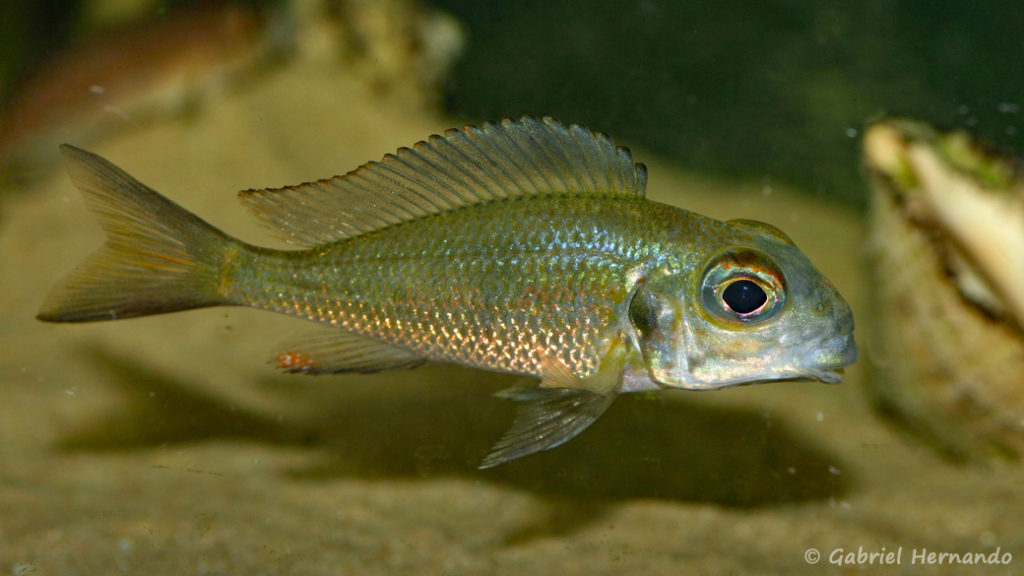 Callochromis macrops, variété de Kasaba Bay (Aquabeek, Pays Bas, mars 2009)