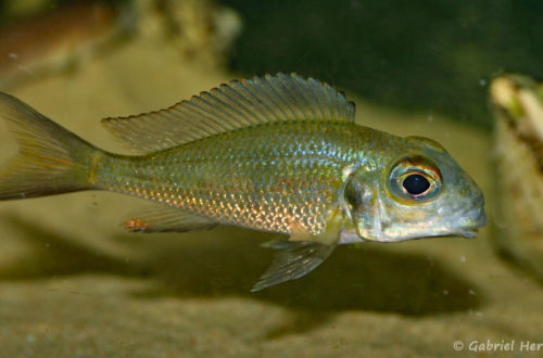 Callochromis macrops, variété de Kasaba Bay (Aquabeek, Pays Bas, mars 2009)