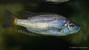 Caprichromis orthognatus, mâle