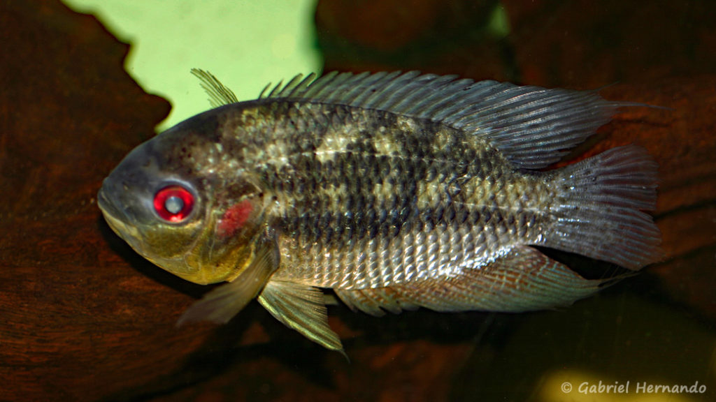 Chaetobanchopsis australis (dans le local de Steve et Jérôme, décembre 2008)