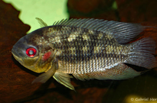 Chaetobanchopsis australis (dans le local de Steve et Jérôme, décembre 2008)