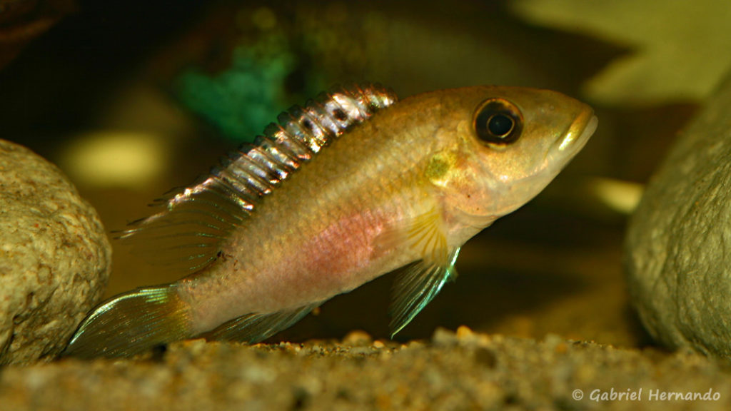 Chromidotilapia guentheri, du Lac Volta, au Ghana (dans le local de Steve et Jérôme, décembre 2008)