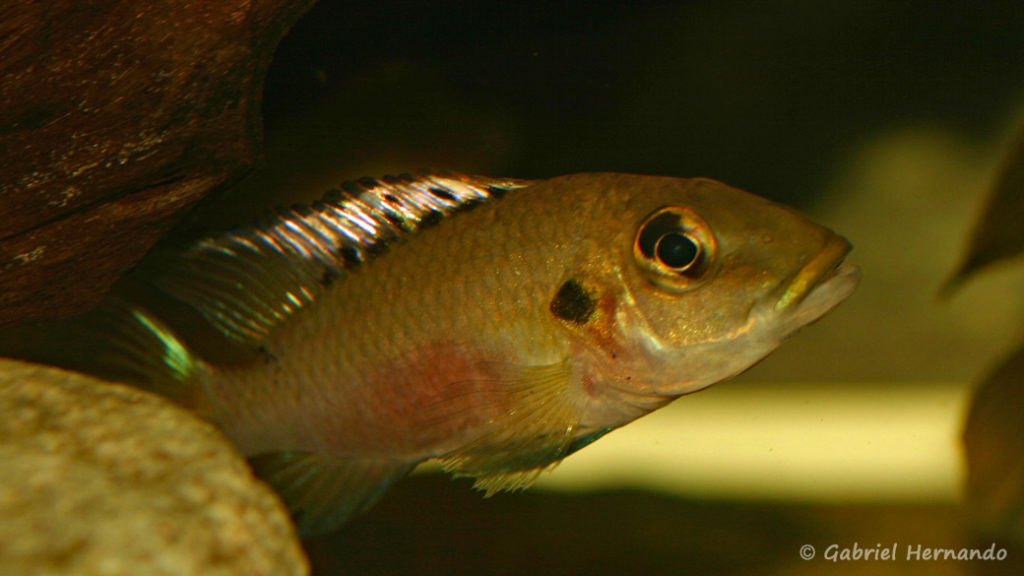 Chromidotilapia guentheri, du Lac Volta, au Ghana (dans le local de Steve et Jérôme, décembre 2008)