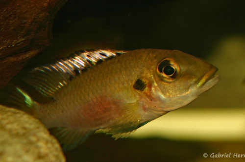 Chromidotilapia guentheri, du Lac Volta, au Ghana (dans le local de Steve et Jérôme, décembre 2008)