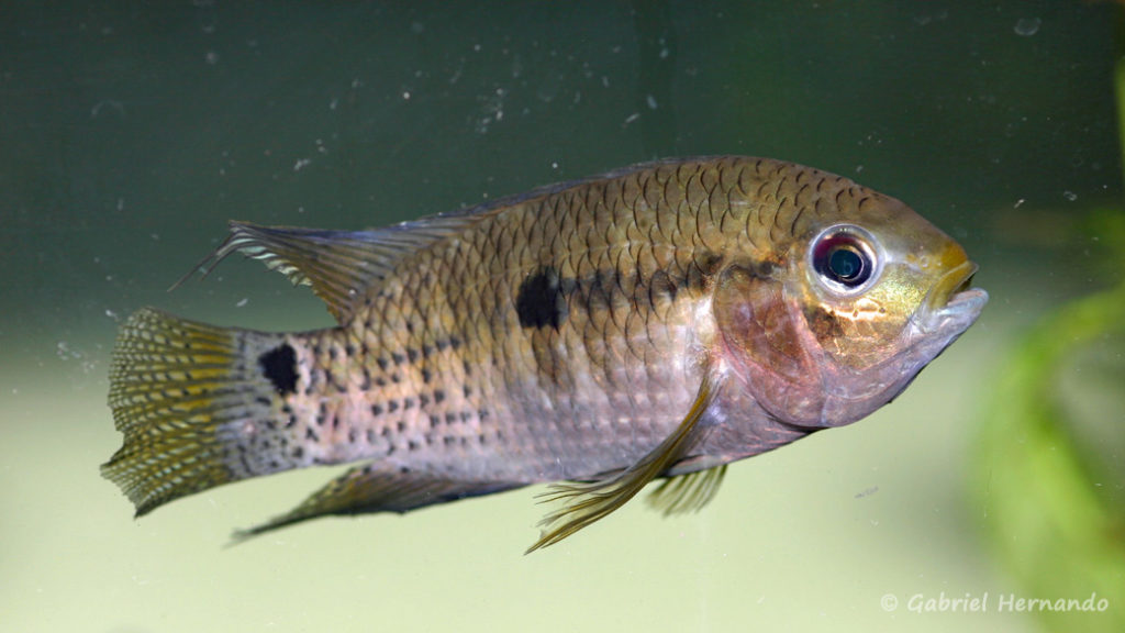 Cichlasoma boliviense (dans le local de Steve et Jérôme, décembre 2008)