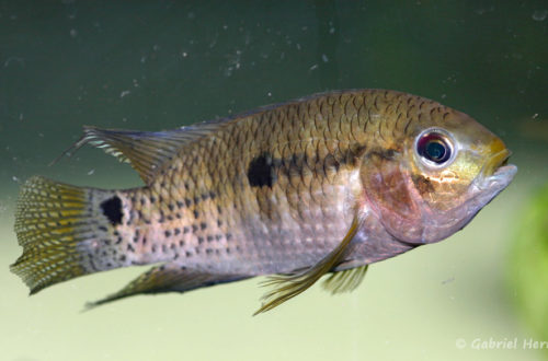 Cichlasoma boliviense (dans le local de Steve et Jérôme, décembre 2008)