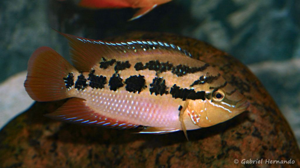 Trichromis salvini (Hobby Zoo Tillman, Duisbourg, mars 2009)