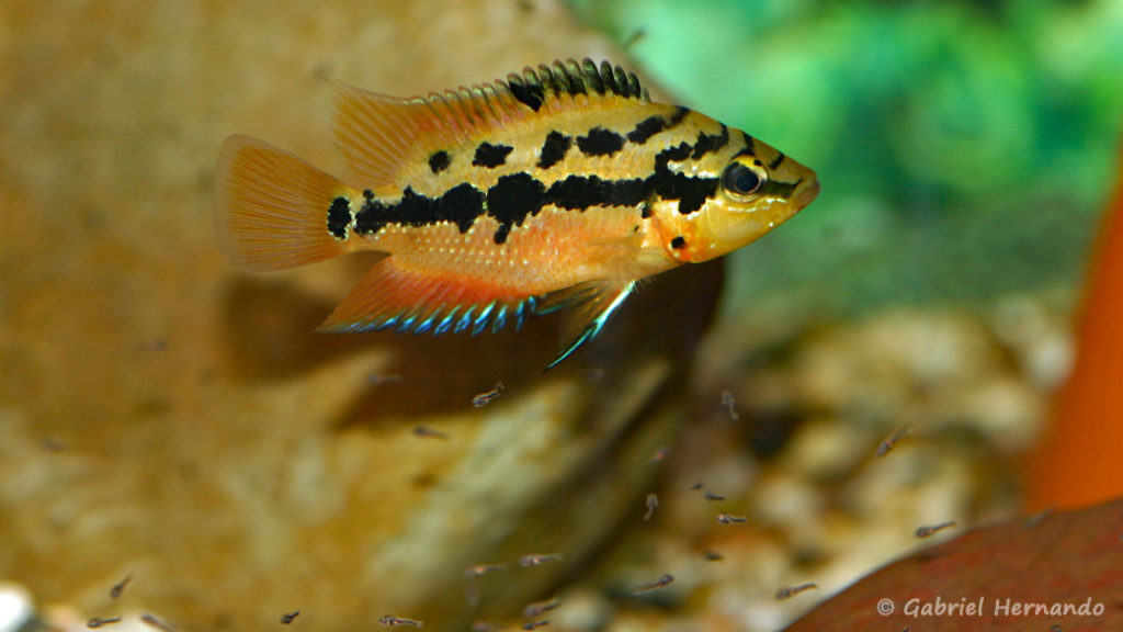 Cichlasoma salvini (Hobby Zoo Tillman, Duisbourg, mars 2009)