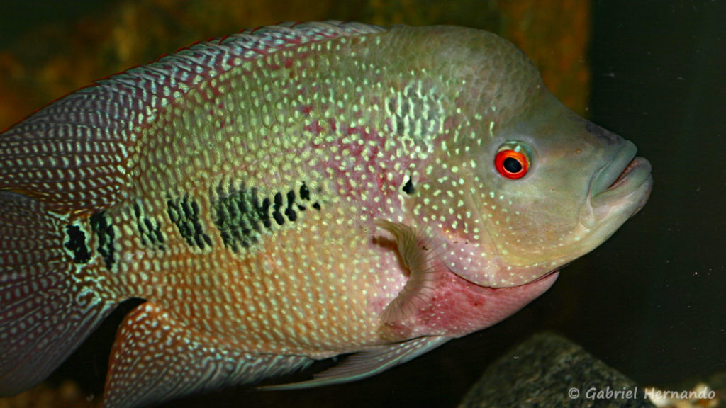 Cichlasoma trimaculatum (Hobby Zoo Tillman, Duisbourg, mars 2009)