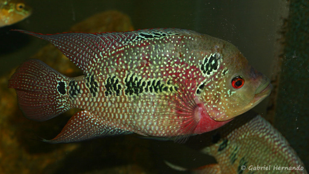 Amphilophus trimaculatus (Hobby Zoo Tillman, Duisbourg, mars 2009)