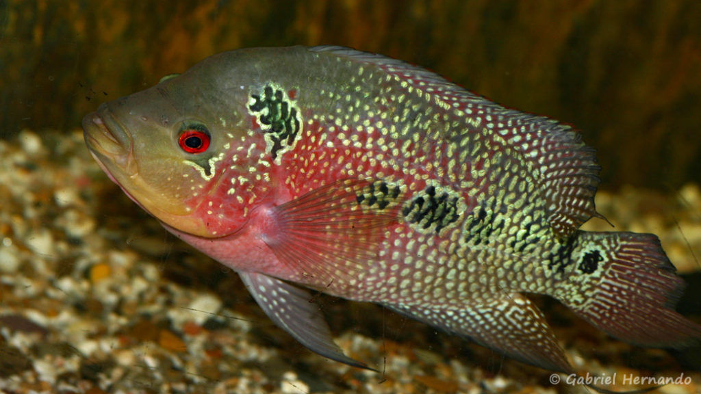 Cichlasoma trimaculatum (Hobby Zoo Tillman, Duisbourg, mars 2009)