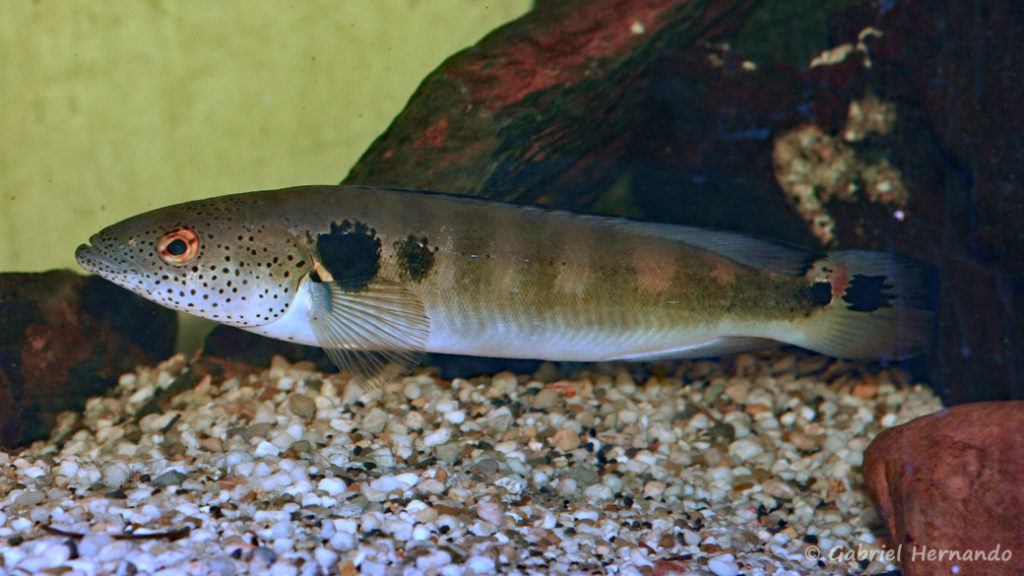 Crenicichla marmorata (Hobby Zoo, Duisboug, Allemagne, mars 2009)