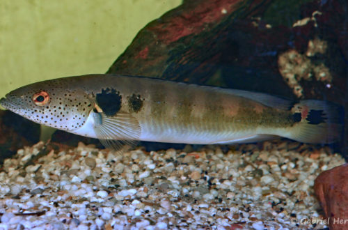 Crenicichla marmorata (Hobby Zoo, Duisboug, Allemagne, mars 2009)