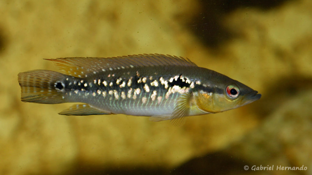 Crenicichla sp. "pernambuco" (Hobby Zoo Tillman, Duisbourg, mars 2009)