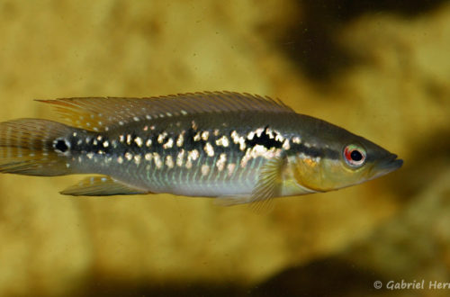 Crenicichla sp. "pernambuco" (Hobby Zoo Tillman, Duisbourg, mars 2009)