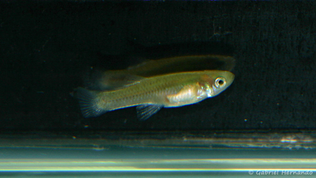 Gambusia holbrooki (Truffaut, Paris 13, janvier 2009)