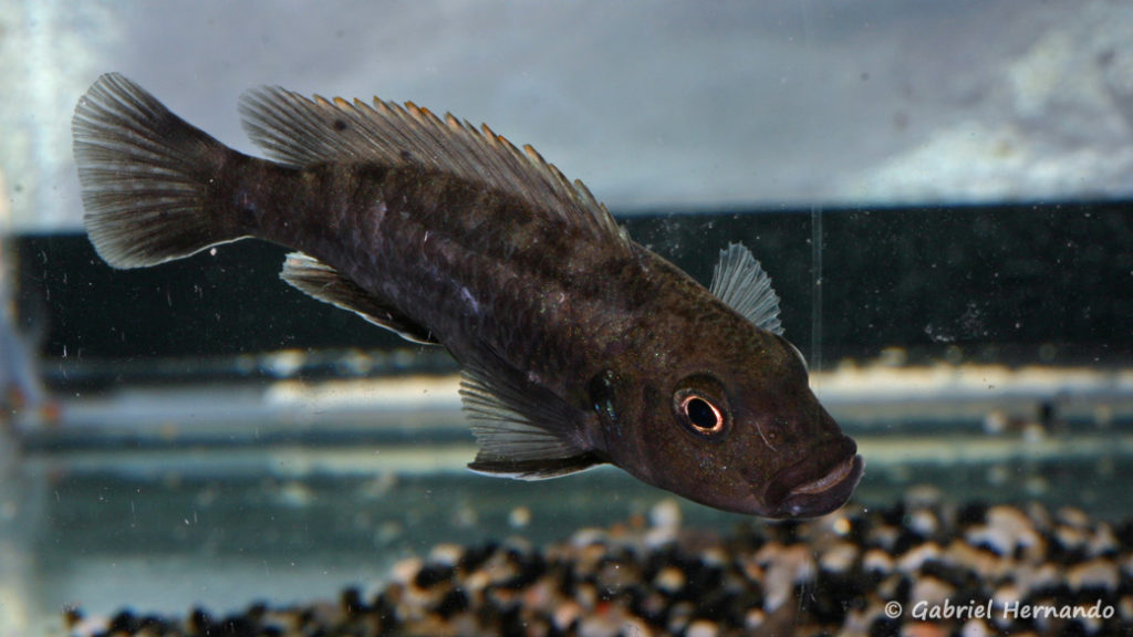 Genyochromis mento, (dans le local de Steve Steve Aeschbacher, décembre 2008)
